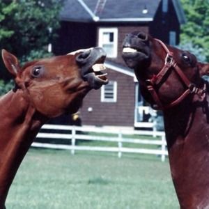 Meet your Posher, Dawn